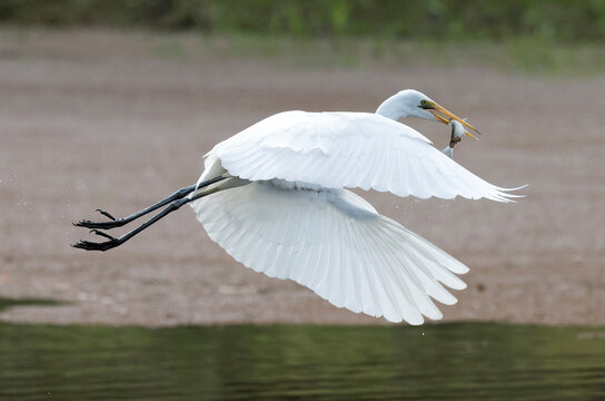 Judds Lagoon, Queensland ,egret with fish .
