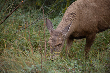 Huemul en la patagonia