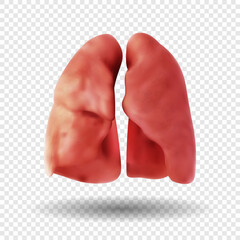 Healthy Human Lungs  isolated on transparent background. human respiratory system. Realistic 3d vector illustration.