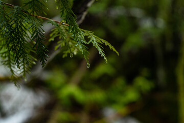 A vibrant tree limb