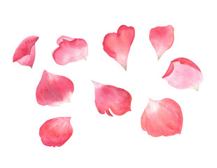 Red role petals set on white isolated background. Watercolor illustration. Romantic and passionate pack for stickers, Valentine's Day and botanical designs. 
