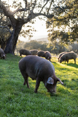 Iberian pigs eating in the middle of nature - 402929698