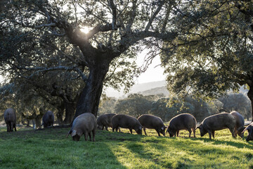 Iberian pigs eating in the middle of nature - 402931002