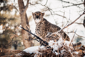 Fototapeta na wymiar Beautiful cheetah atop a snowy hill looking out onto the horizon 