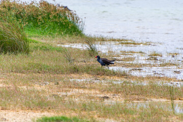 Purple Swamphen at Lake Richmond and is an important ecosystem for thrombolites and waterbirds.