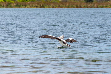 Pelicans at Lake Richmond is an important ecosystem for thrombolites and waterbirds.