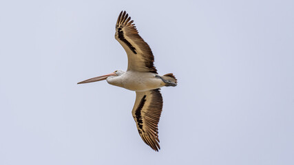 Pelicans at Lake Richmond is an important ecosystem for thrombolites and waterbirds.