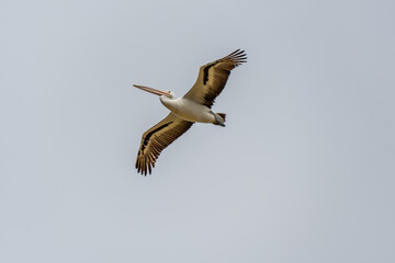 Pelicans at Lake Richmond is an important ecosystem for thrombolites and waterbirds.