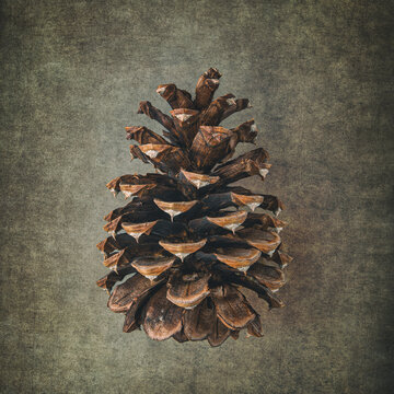 Pine cone on a textured background