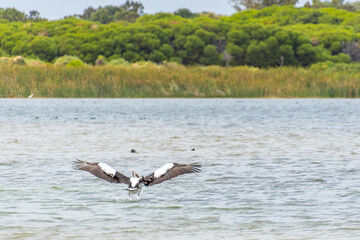 Pelicans at Lake Richmond is an important ecosystem for thrombolites and waterbirds.