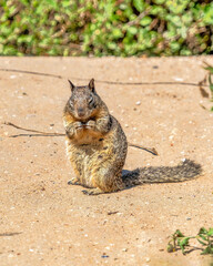 Squirrel with black and gray coat standing on dry ground on a sunny day