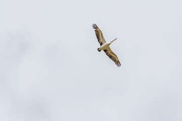 Pelicans at Lake Richmond is an important ecosystem for thrombolites and waterbirds.