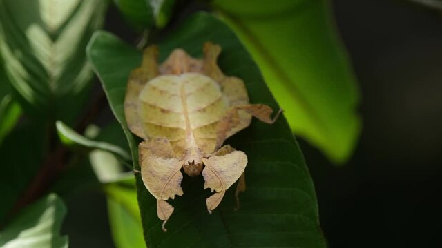 Javanese Leaf Insect, Phyllium pulchrifolium, Female, Yellow Form, 4K Footage; moving its body up and down as seen on a leaf, sunlight changes intensity, insect silhouette moves at the background.