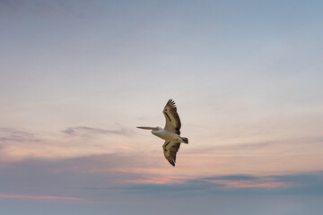 Pelicans at Lake Richmond is an important ecosystem for thrombolites and waterbirds.