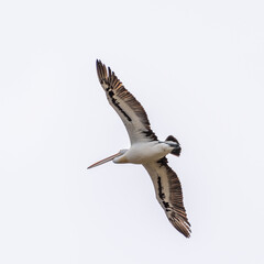 Pelicans at Lake Richmond is an important ecosystem for thrombolites and waterbirds.