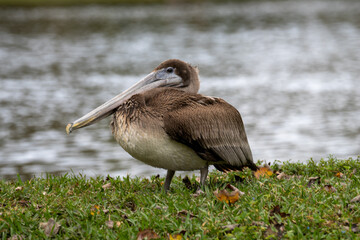 Juvenile Florida Brown Pelican Walking next to a pond at indian river side park in stuart florida