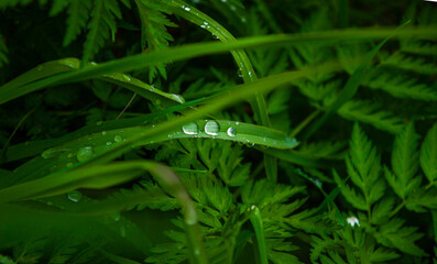 caterpillar on a leaf