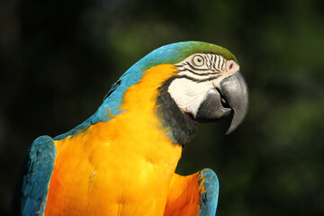 blue and yellow macaw