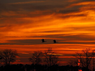 dramatic winter sunset over Chesapeake Bay with passing geese