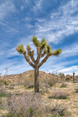 Joshua tree plant on a desert landscape in Joshua Tree National Park California