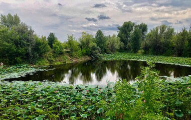 lake in the forest