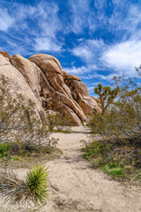 Fototapeta na wymiar Joshua trees and huge rocks formation against blue sky in Joshua Tree California