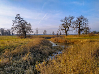 Dry oaks in Rogalin landscape park in Wielkopolska region, central Poland