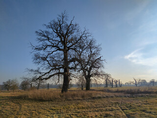Fototapeta na wymiar Dry oaks in Rogalin landscape park in Wielkopolska region, central Poland