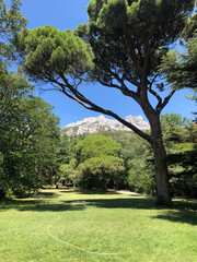 trees in the park