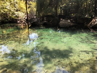 river in the forest
