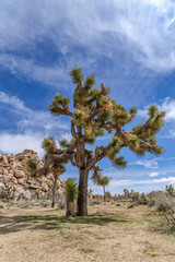 Fototapeta na wymiar Towering Joshua tree at Joshua Tree California Mojave Desert on a sunny day