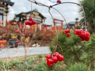 red berries on a branch