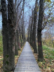 path in the woods