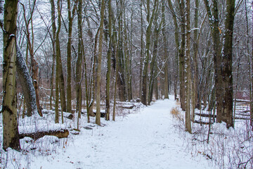 Hiking path in woods after a fresh coat of snow.