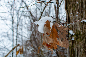 Hiking path in woods after a fresh coat of snow.
