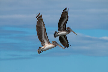 Una tarde observando a mis amigos pelicanos.