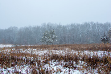 Beautiful snowy landscape seen while hiking. There is a fresh coat of bright white snow on the ground and a colorful plain of yellow and brown foliage on either side of a hiking path.