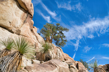 Rock formations with plants trees and blue sky at Joshua Tree National Park