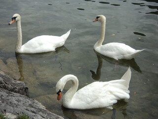 FAMILIA DE CISNES EN LAGO AUSTRIACO