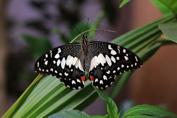 Common lime butterfly perched on a pla