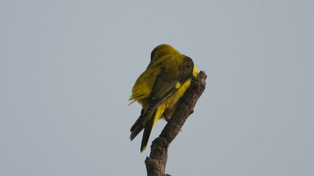 Black Naped Oriole Bird In Tree .