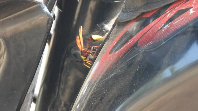 vespa crabro in bike .