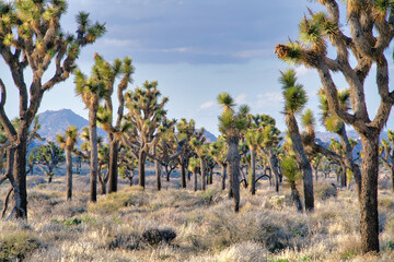 Joshua Tree National Park with fully grown Joshua trees in the open grassland