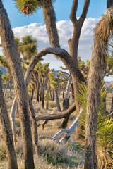 Fototapeta premium Joshua Tree National Park scenery with Joshua tree plants in the open grassland