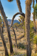 Joshua Tree National Park views with thriving Joshua trees in the grassland