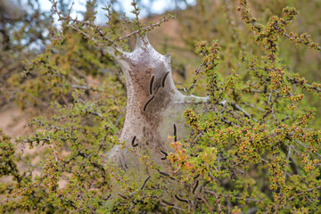 Caterpillars with nest built on desert plant at Joshua Tree National Park