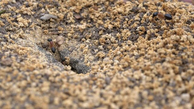 Macro ground view of Australian Black Headed Sugar Ants confirming that they are from the same nest as they exit the entrance