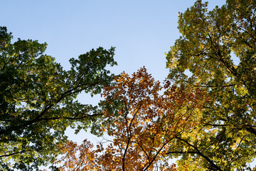 Obraz premium Colorful autumn leaves on trees lit by sunlight with a beautiful blue sky in the background. Green, brown and yellow foliage.
