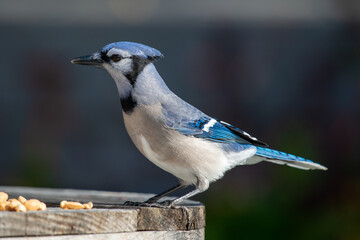 A close up of a side view of a  young blue jay perched on a wooden table with multiple peanuts at its feet. The bird has black, blue and white feathers, dark eyes and a black beak. 