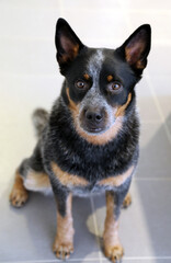 Very serious Australian Cattle Dog with beautiful markings